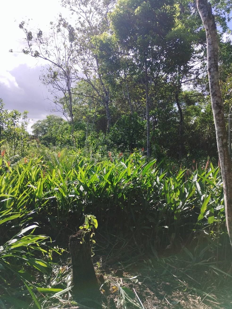 Homens foram autuados em mais de R$ 630 mil por manter plantas nativas em depósito sem licença ambiental no interior de SP — Foto: Polícia Militar Ambiental