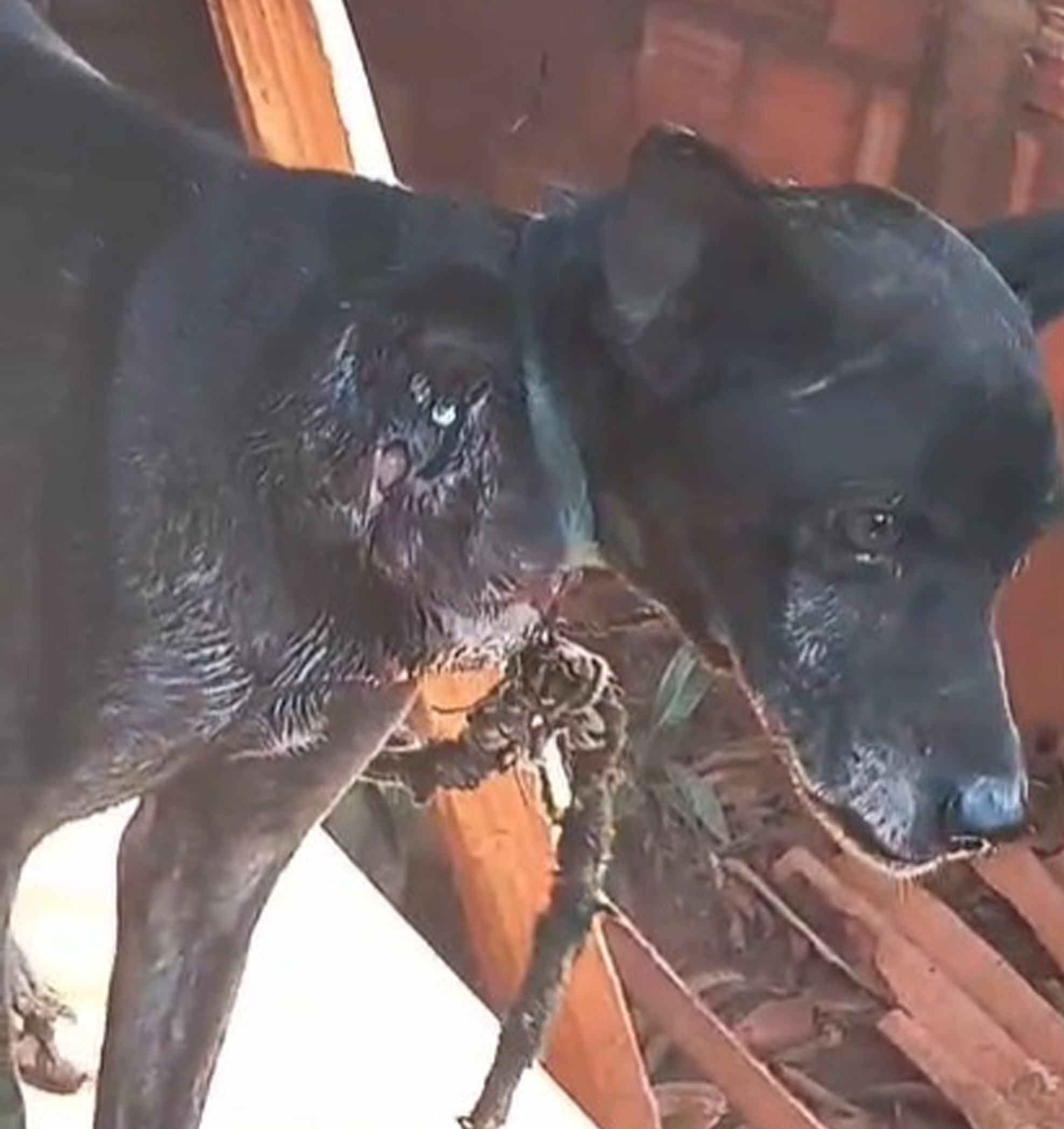Mulher é multada em R$ 3 mil por maus-tratos a cão e responderá criminalmente, no Centro, em São João do Pau d’Alho