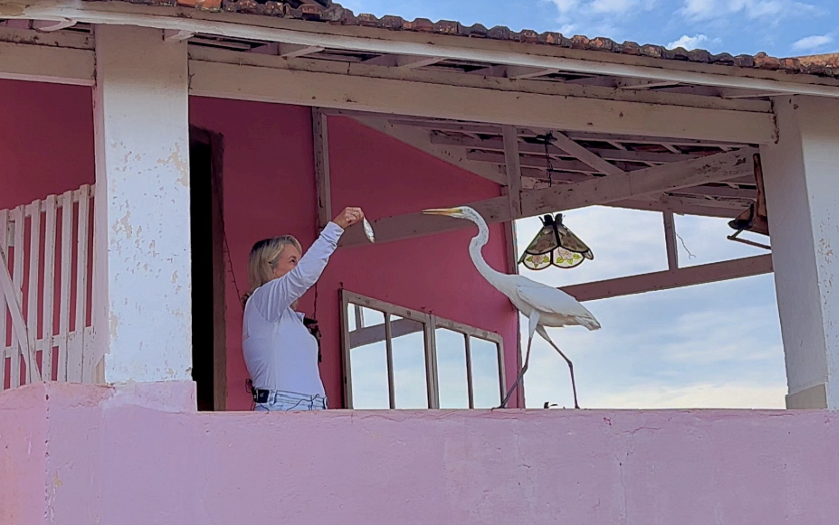 Conheça 'Gilda', a garça que criou rotina com dona de pousada e aceita peixe na mão no Lago de Furnas
