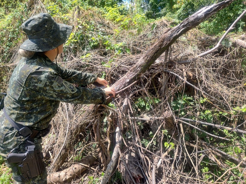 Sitiante foi multado em R$ 3 mil, em Irapuru (SP) — Foto: Polícia Ambiental
