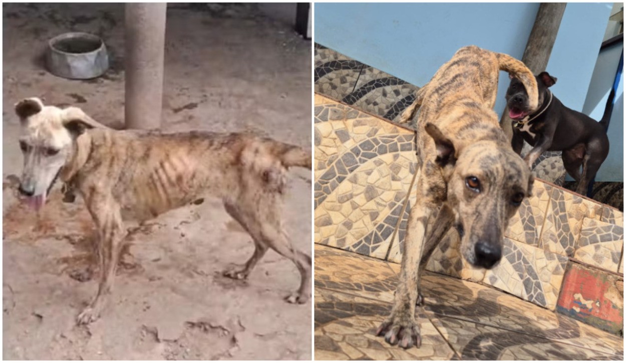 Cachorra que foi agredida a pauladas por criança é colocada para adoção no interior de SP