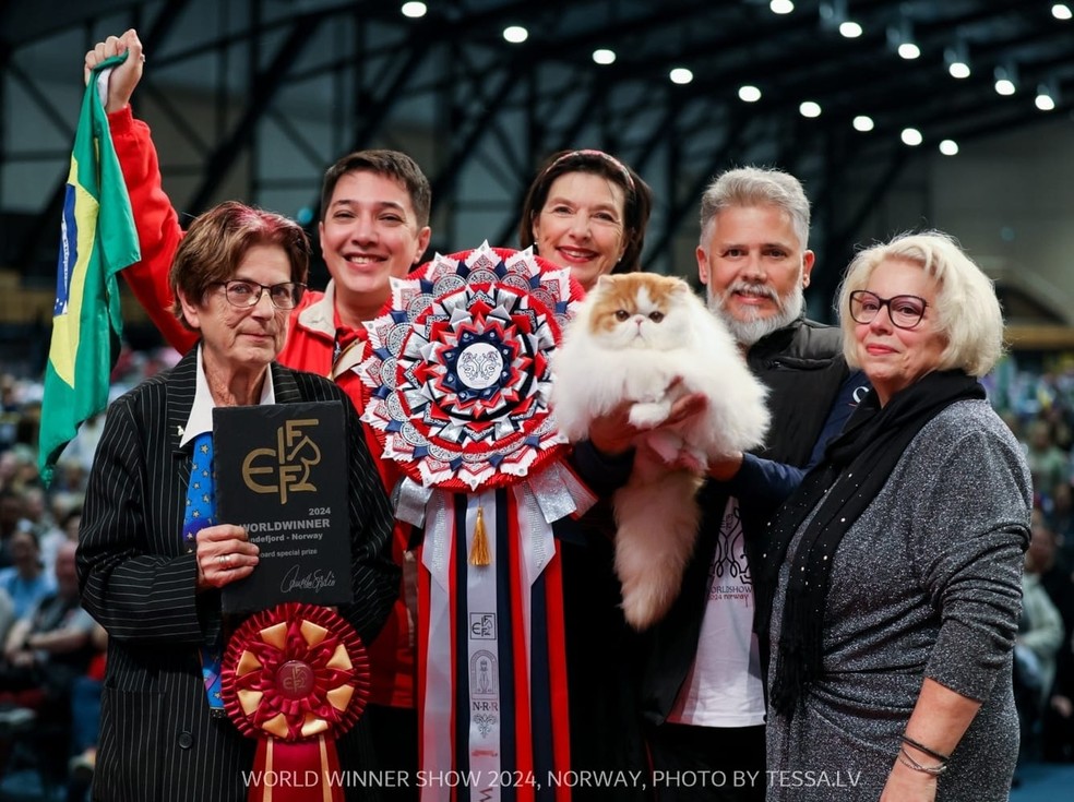 Gato Diplo conquistou prêmio de "Melhor Filhote do Mundo" no FIFe World Show 2024 — Foto: Divulgação