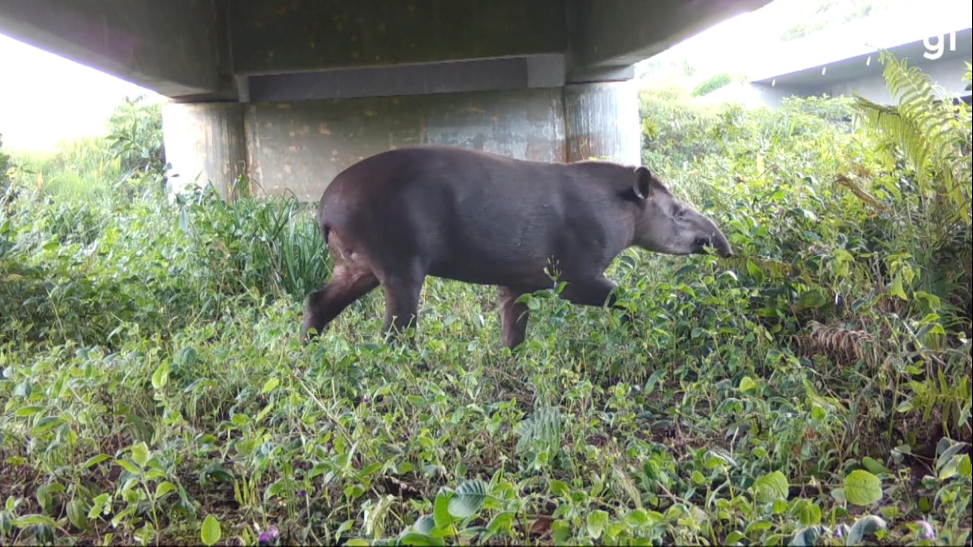 Corredores ecológicos em rodovias do Paraná evitam atropelamento de animais silvestres; VÍDEO