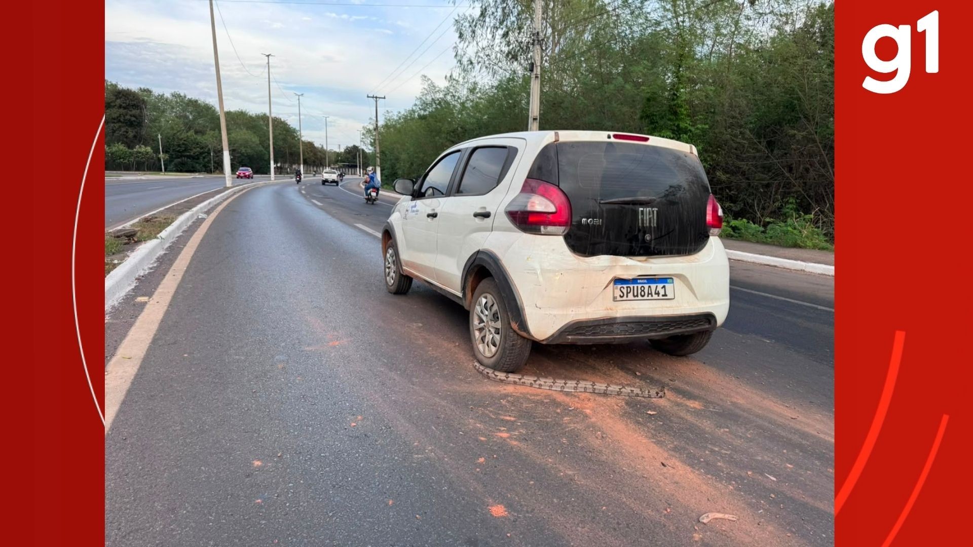 Jiboia na pista provoca freada brusca e batida entre dois carros em MT