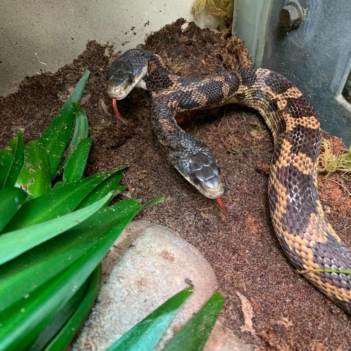Two-headed snake on display again at a zoo in Texas, USA |  world