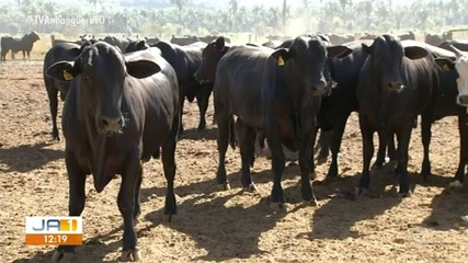 Prazo para declarar vacina contra brucelose termina nesta sexta-feira (10)