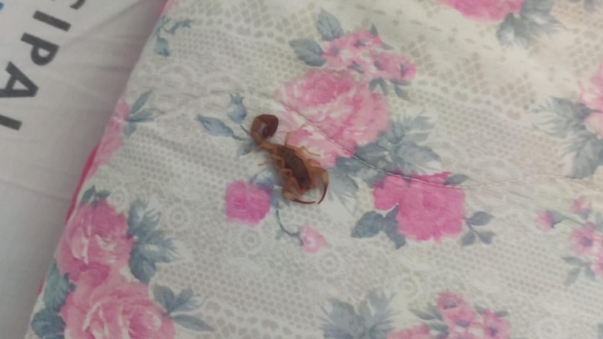 Paciente é picado por escorpião dentro de hospital em Foz do Iguaçu