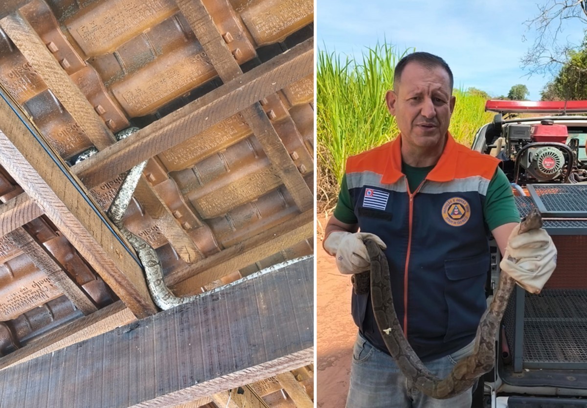 VÍDEO: cobra jiboia é capturada em telhado de casa no interior de SP