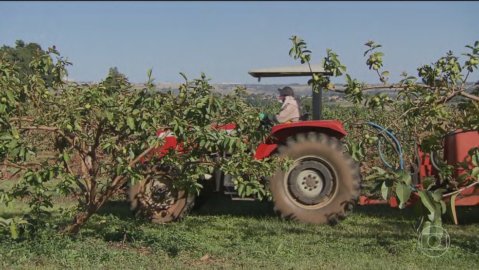 Guerra no Irã coloca em risco o abastecimento mundial de alimentos — Foto: Jornal Nacional/ Reprodução