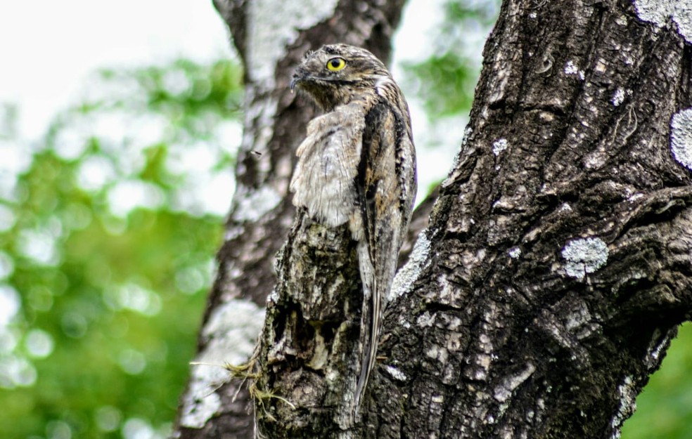 Ave Urutau se disfarça para se proteger de predadores camuflagem piratininga — Foto: César Evaristo/TV TEM