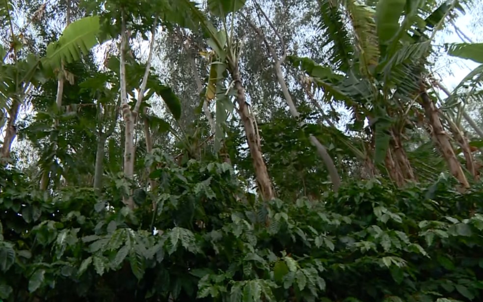 No Sítio Santa Terra, em Patrocínio Paulista (SP), o café é cultivado em meio a dezenas de espécies, em um sistema que reproduz os processos naturais de uma floresta — Foto: Reprodução EPTV