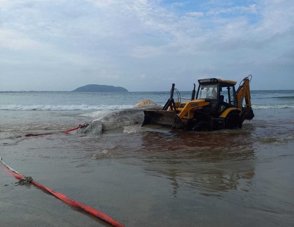 Baleia sendo retirada após encalhe na praia de São Francisco do Sul (SC) — Foto: Divulgação