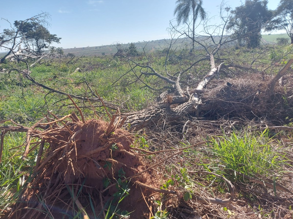 Farmer fined nearly R0,000 for clearing 11 hectares of native vegetation in Sandovalina
