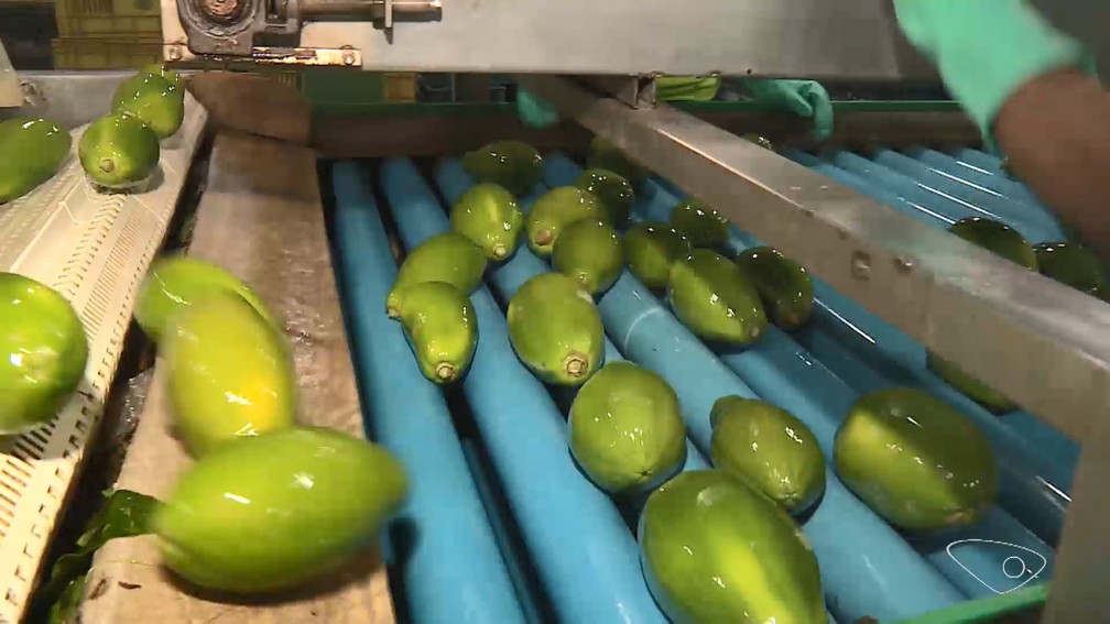 Agora produtores capixabas investem na exportação e na melhora da qualidade do produto — Foto: Reprodução/TV Gazeta