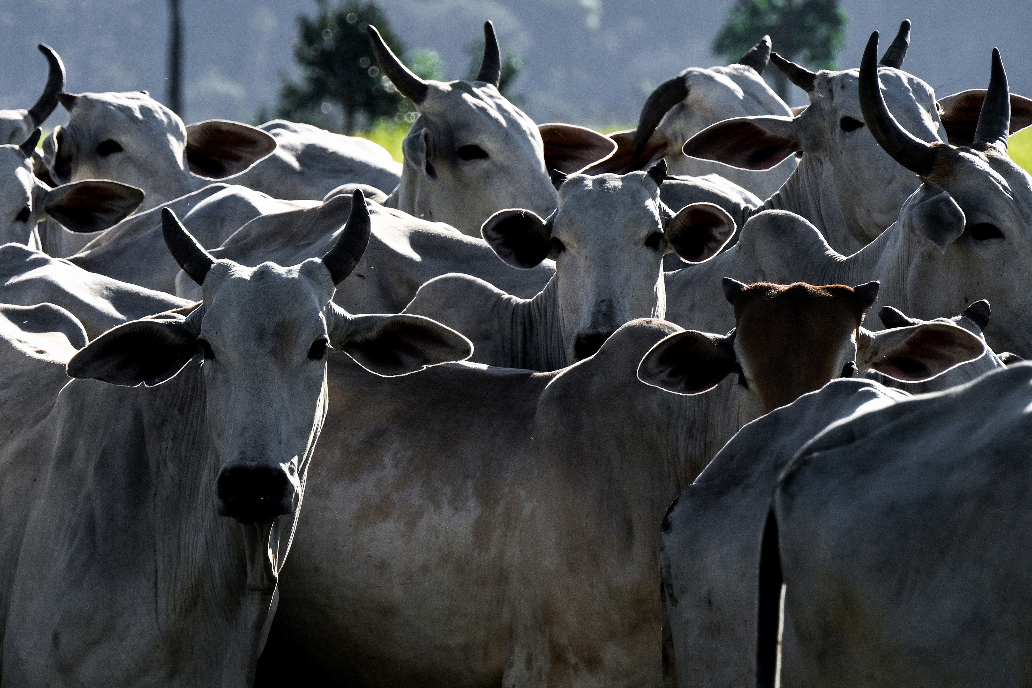 Agro brasileiro abre mercados para 29 produtos em 9 países nos primeiros dias de abril