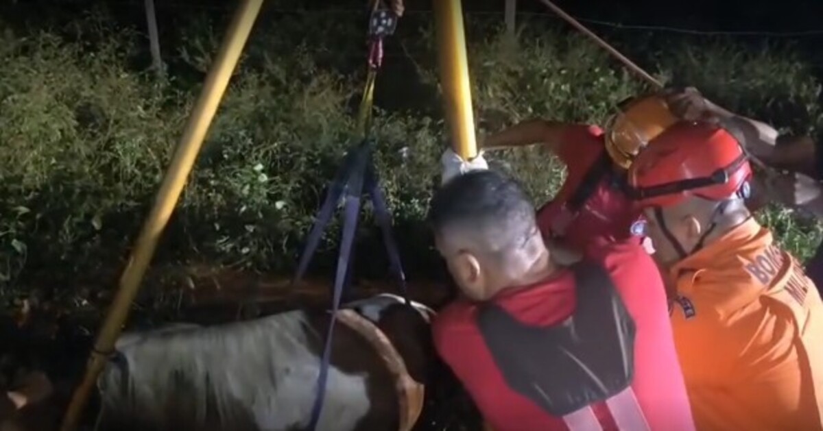 Cavalo cai em fossa e é resgatado por bombeiros no Amazonas; veja vídeo