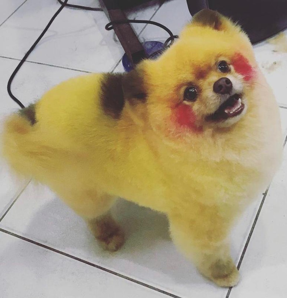 Jovem viraliza na web ao transformar cão em 'Pikachu' e sereia em SP; FOTOS, Santos e Região