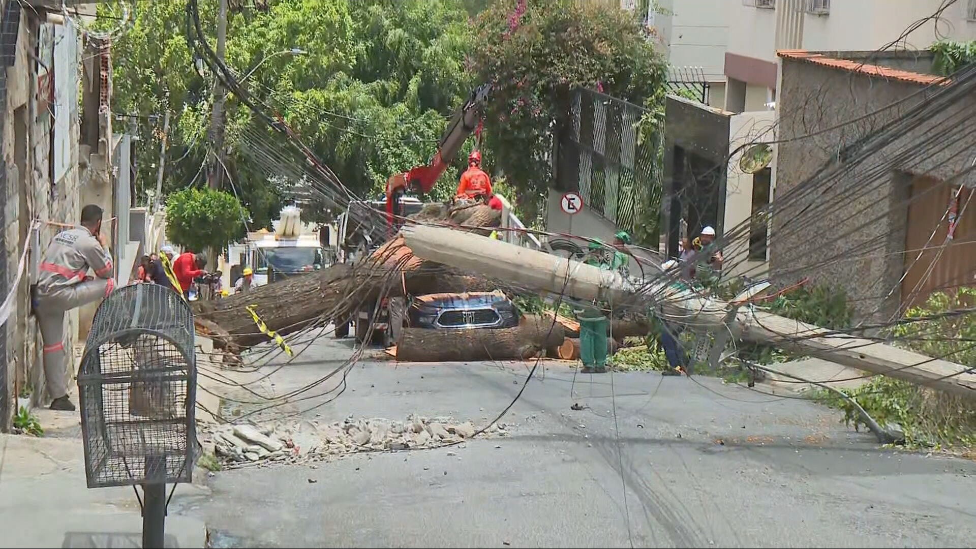 BH teve 618 quedas de árvores e galhos em 2025, indicam dados da Prefeitura