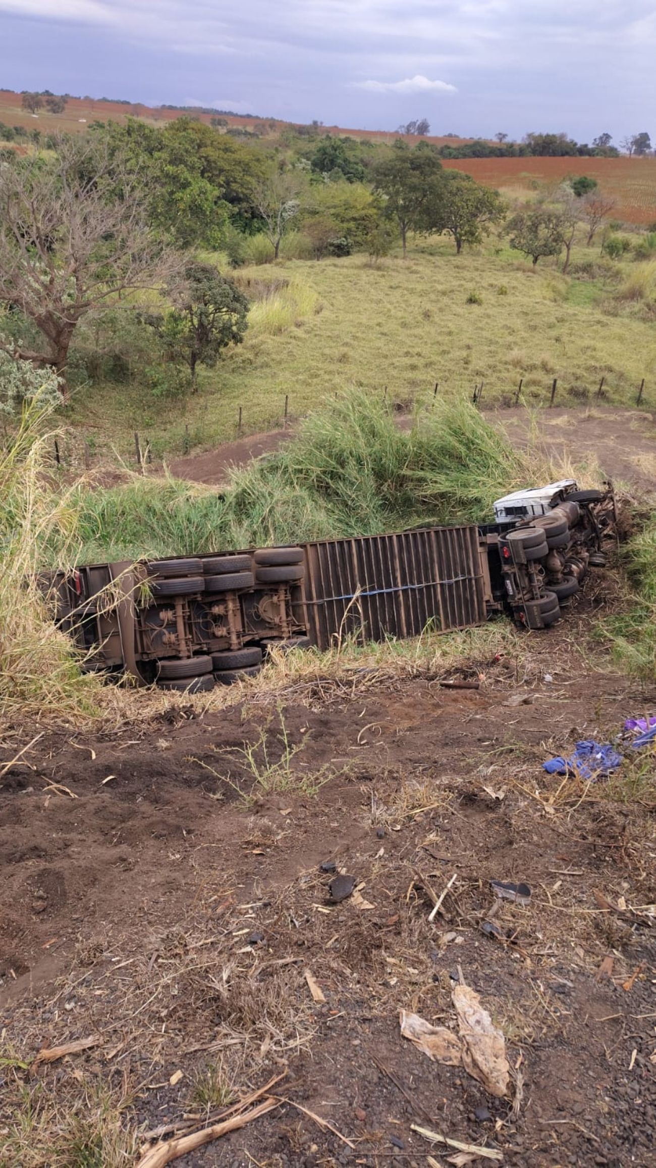 Acidente com vários veículos na BR-262 deixa mais de 40 animais mortos em Uberaba