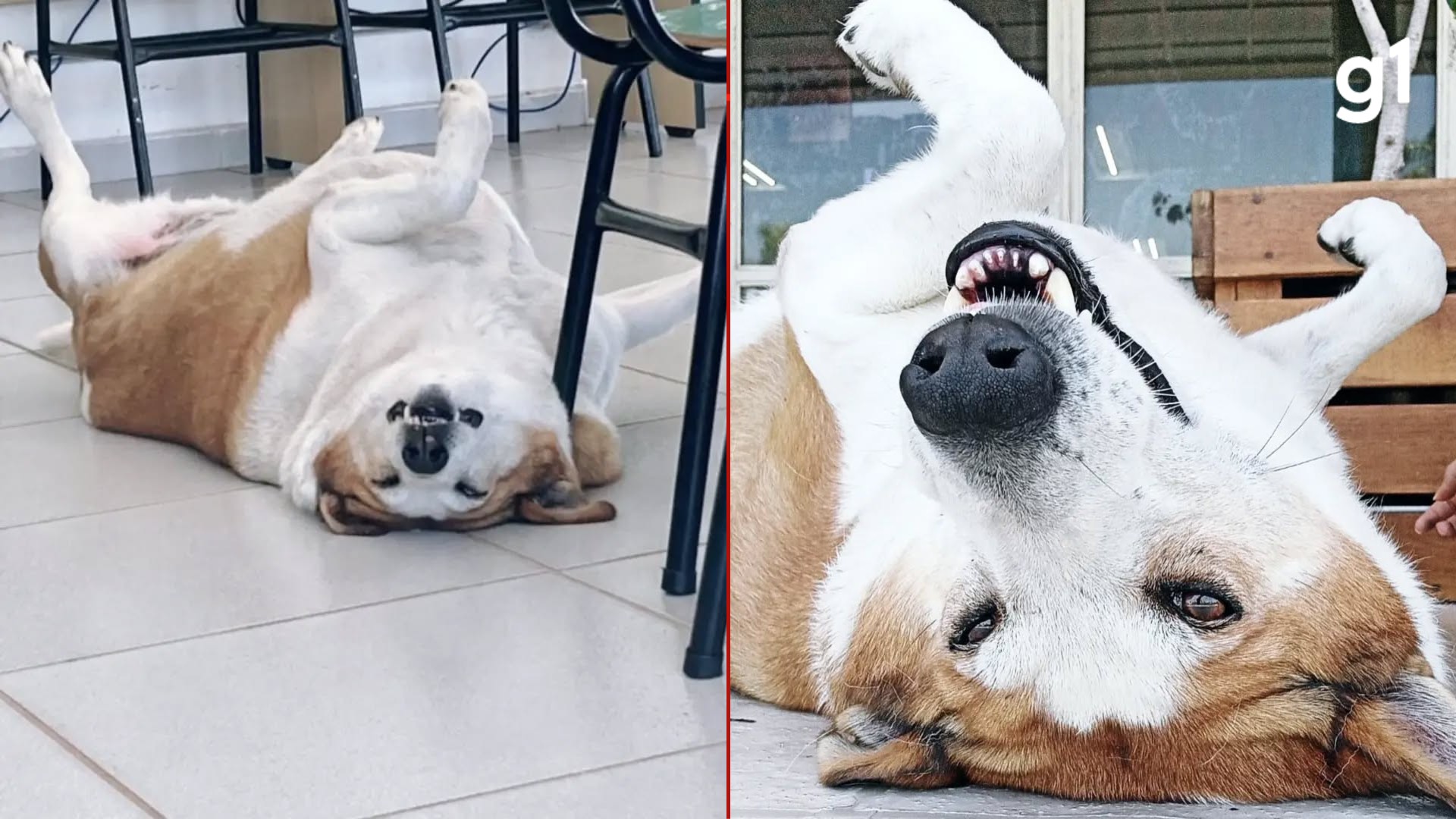 Brincalhão, dorminhoco e dono do próprio espaço: conheça Silveira, o cão famoso que conquistou o campus da UFSM