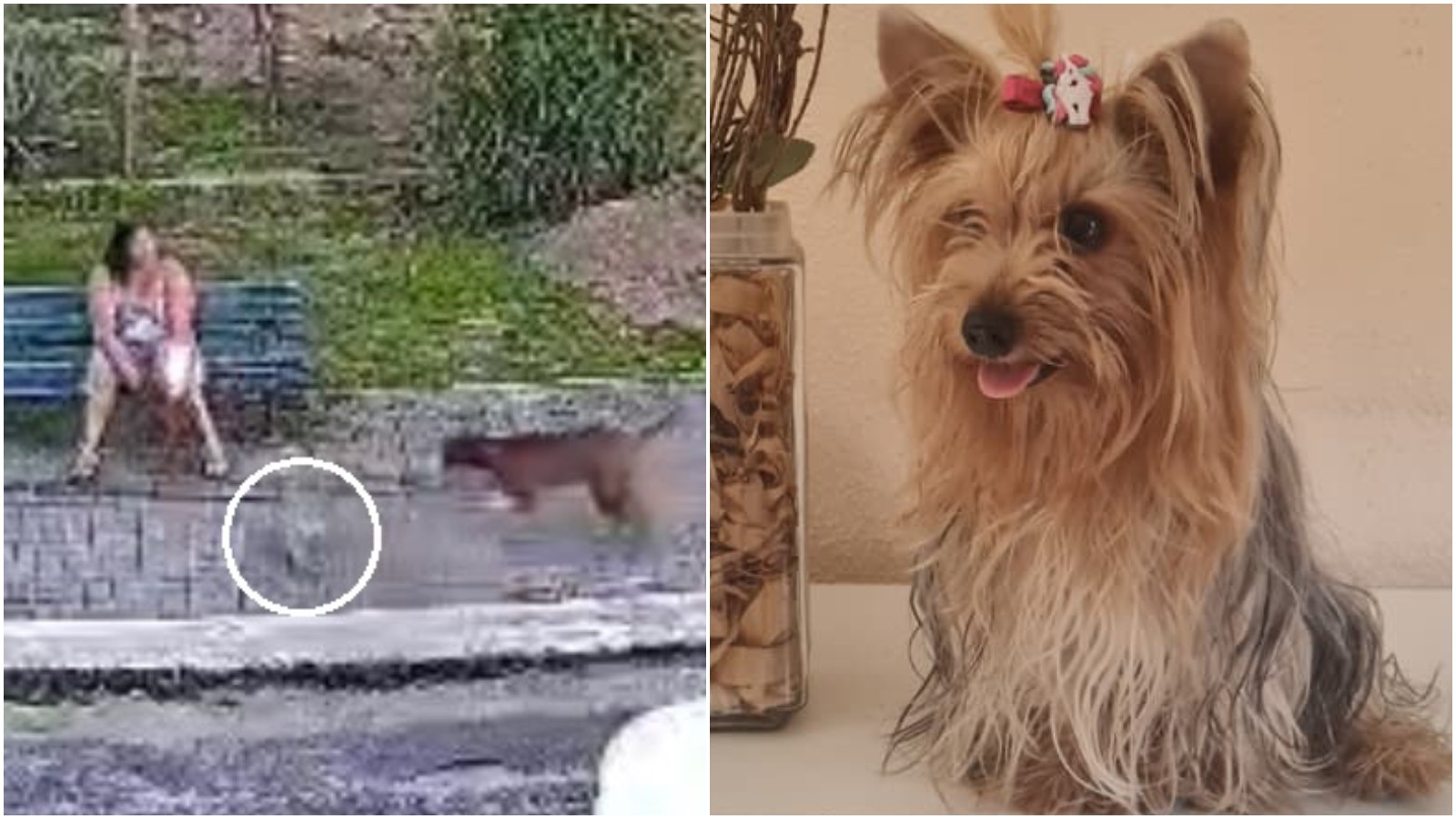 Cadela de estimação morre ao ser atacada por pitbull solto em praça na Grande Fortaleza; vídeo