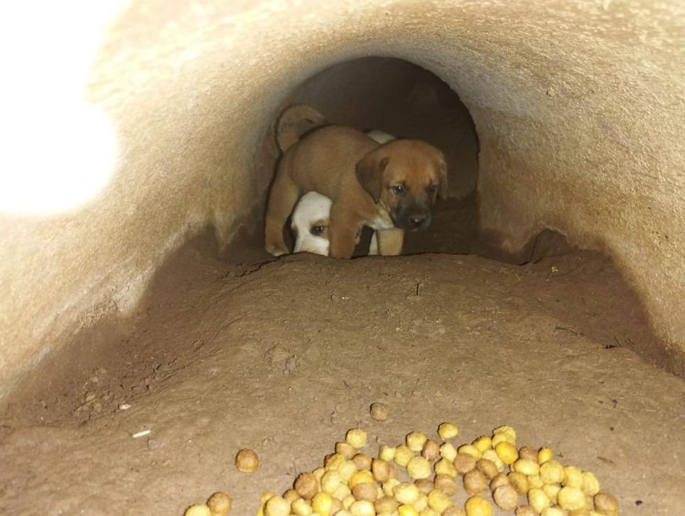 Filhotes de cachorro dentro de bueiro em Cacoal, Rondônia — Foto: Reprodução