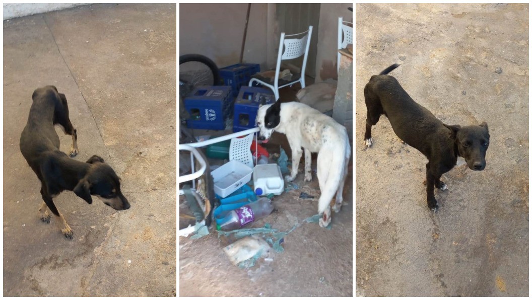 Homem é preso após resgate de 3 cães desnutridos que viviam em meio a fezes e lixo no interior de SP
