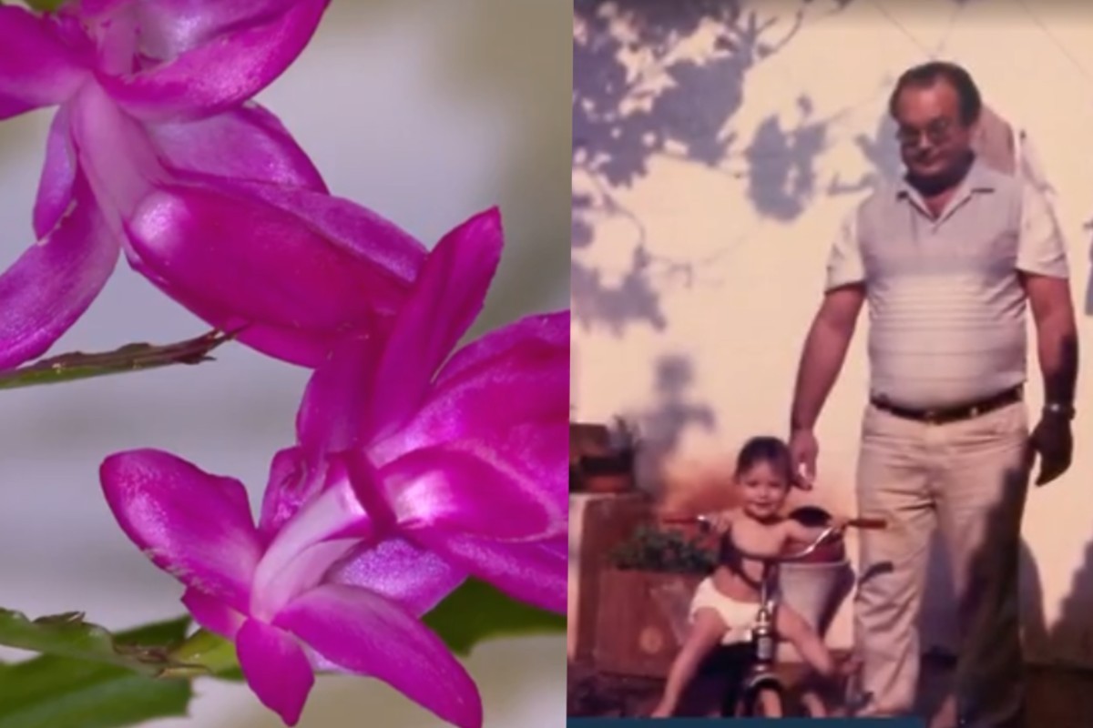 Professora preserva planta que floresce há mais de 40 anos e carrega história de amor