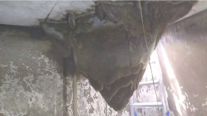 Colmeia gigante de abelhas africanizadas é retirada de caixa d’água em Belo Jardim; VÍDEO