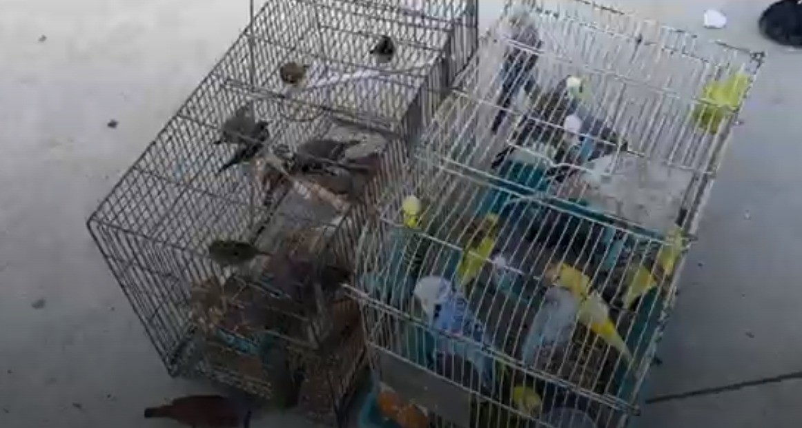 Inea apreende 52 pássaros comercializados ilegalmente em feira livre na Tijuca
