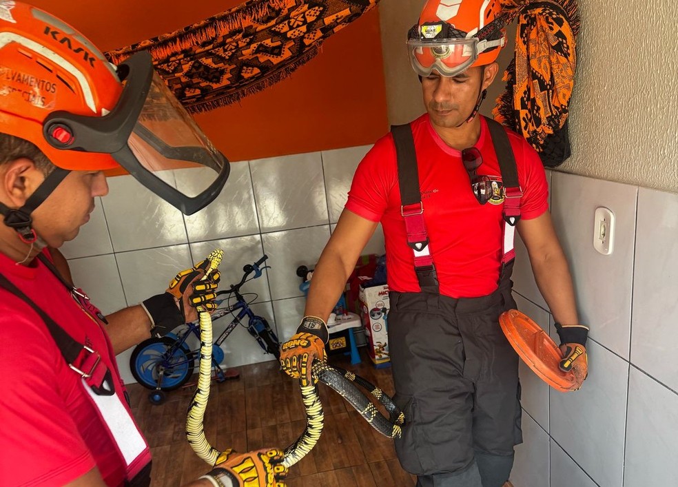 Corpo de Bombeiros já capturou 1.830 animais peçonhentos e silvestres em  áreas urbanas do MA só em 2025 — Foto: Divulgação/CBMMA
