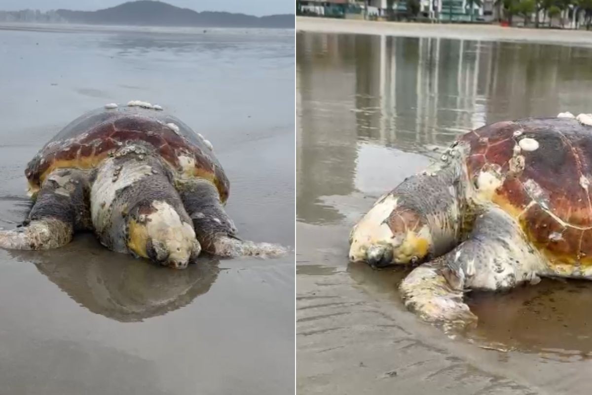 Tartaruga vulnerável à extinção é encontrada morta na beira do mar no litoral de SP; VÍDEO 