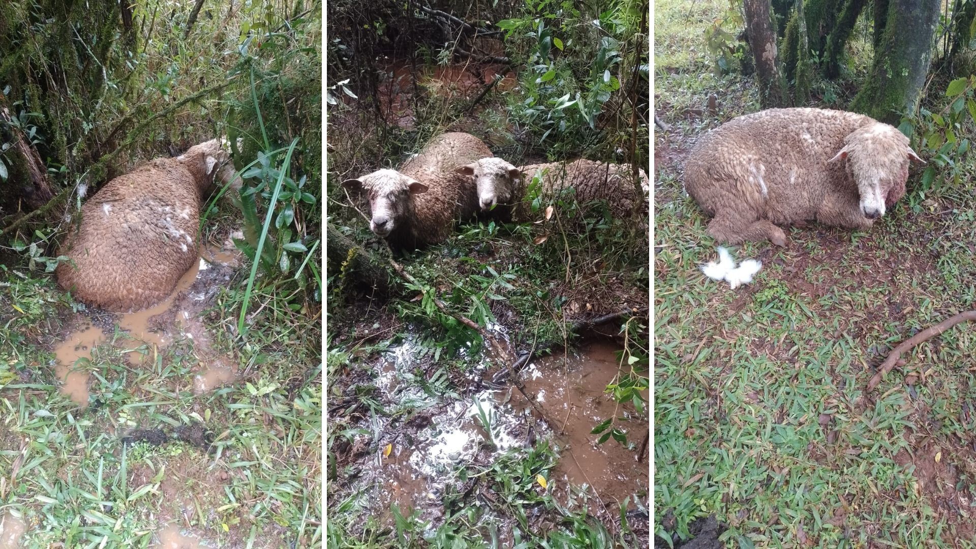 Todas as ovelhas mortas após ataque de cães no RS estavam prenhas, diz produtor: 'Terminou nosso rebanho'; nº de mortes pode chegar a 70