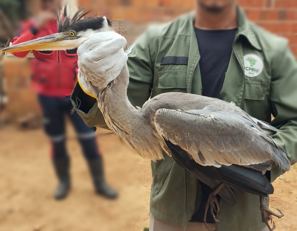 Maior espécie de garça do Brasil é resgatada em casa na zona rural de Viçosa do Ceará. — Foto: Polícia Militar/ Divulgação