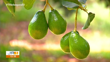 Cultivo de abacate é destaque no Jornal do Campo deste domingo (5)