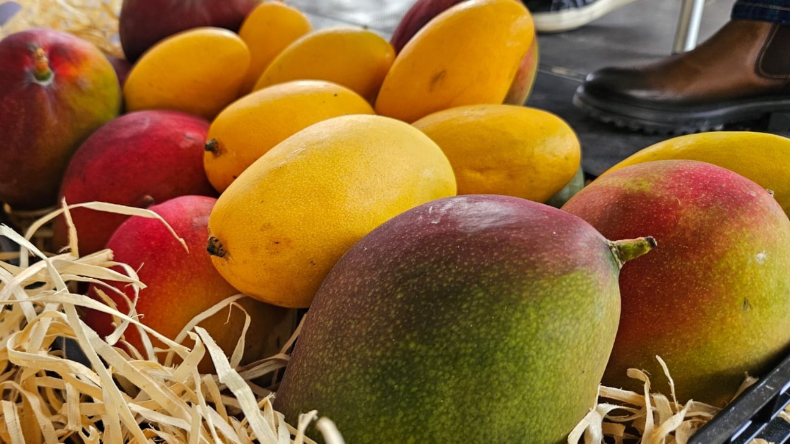 Prevenir contaminação por bactérias é estratégia de sucesso na fruticultura