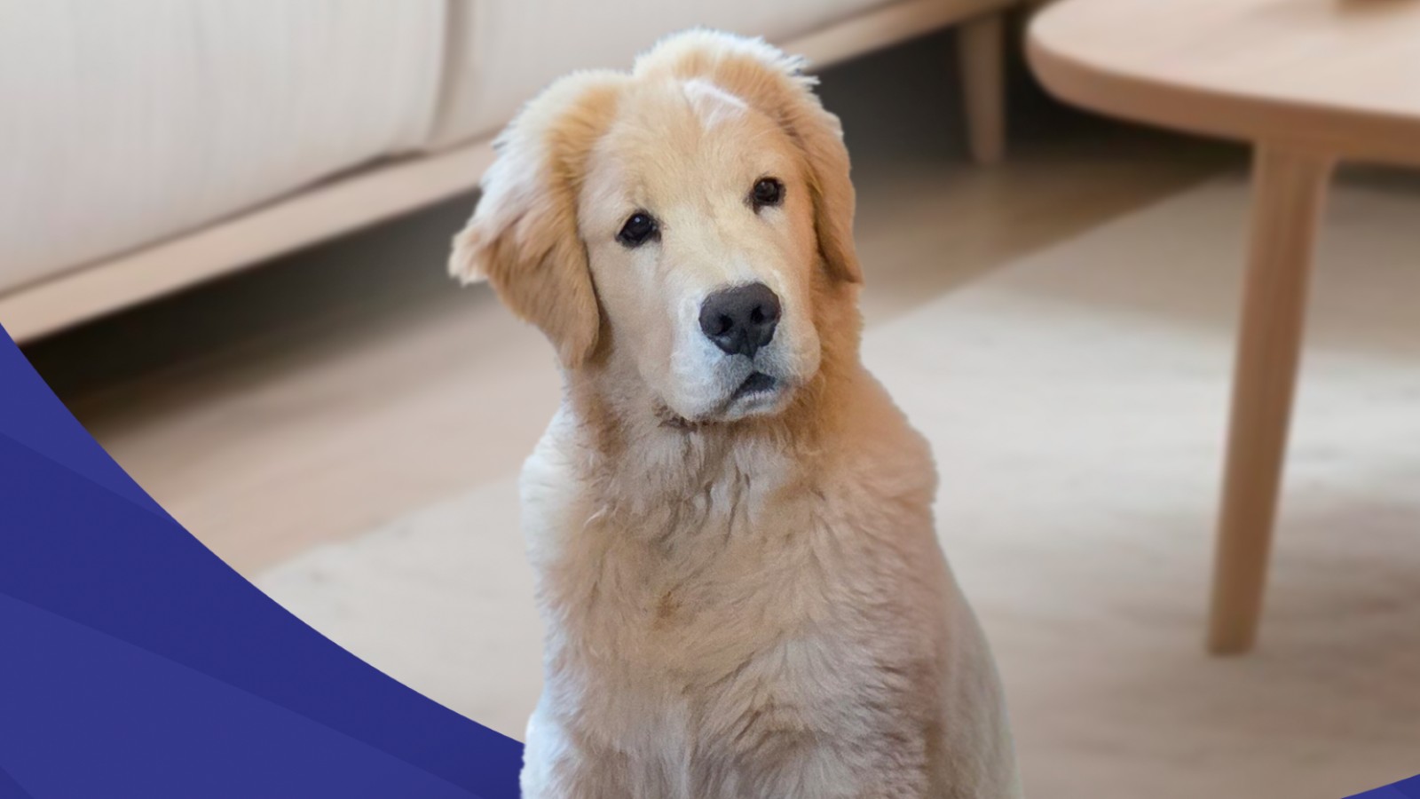 Nicácio Prev inova e apresenta o Nicão, cão de apoio emocional para famílias