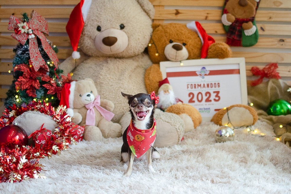 Animais ganharam ensaio fotográfico e formatura no fim de ano em hotel para pets de Natal — Foto: Amany Mourtada