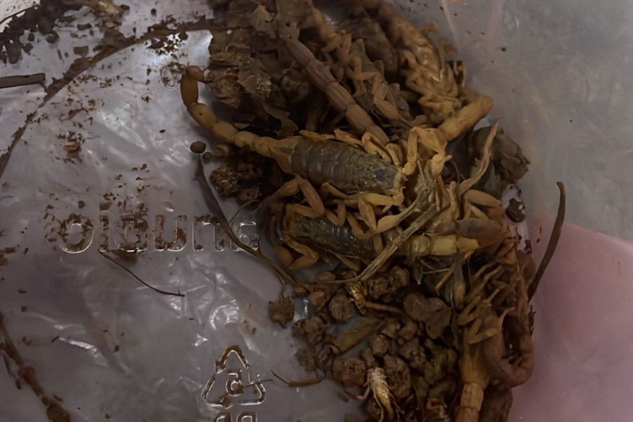 Idoso é picado por escorpião em Conchal; cidade registra 3 casos e morte de menino em uma semana