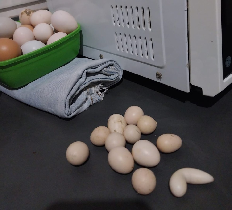 Ovo de 'galinha feliz'? Conheça os diferentes tipos de ovos - Economia -  Estado de Minas