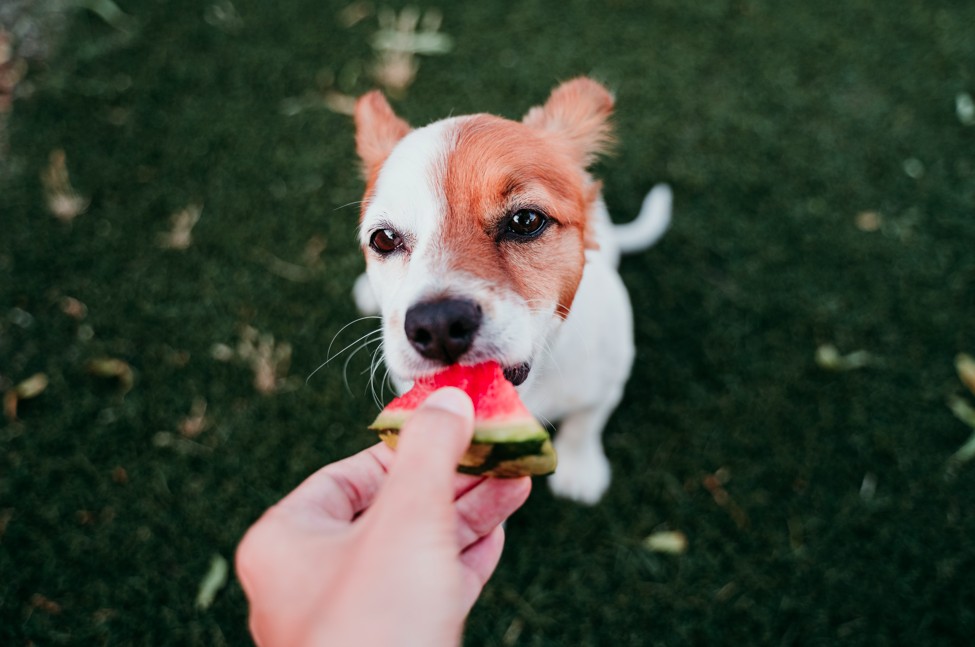 Alimentação de Fim de Ano: O Que Seu Pet Pode ou Não Comer nas Festas