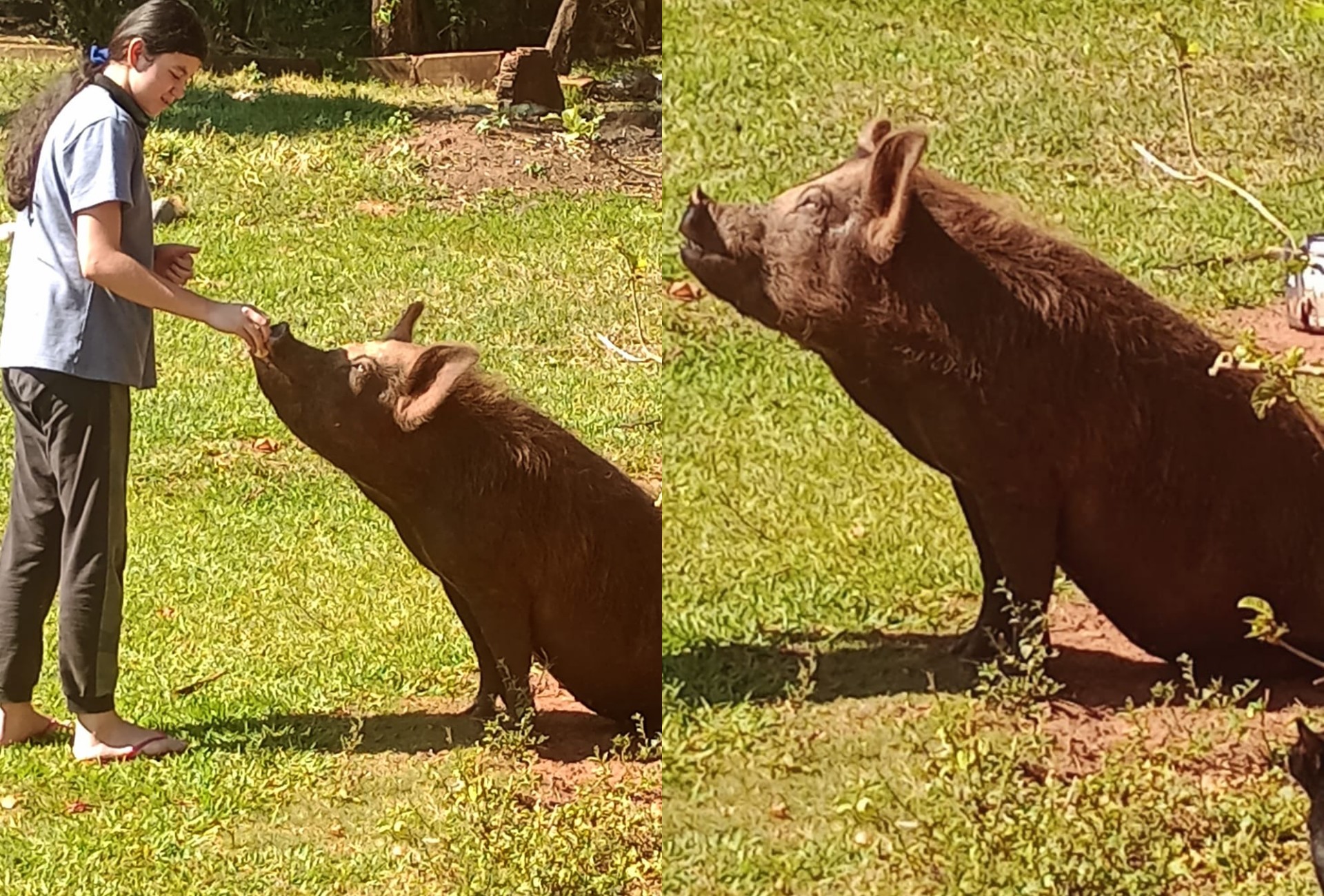 A menina e a 'porcona': a amizade incomum entre uma adolescente e um pet de 240 kg
