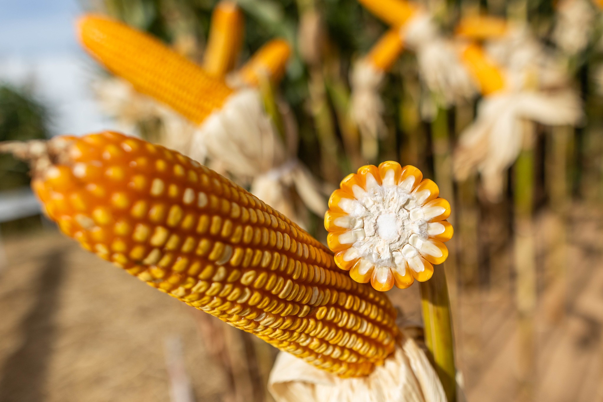 Agropecuária cresce 10% no segundo trimestre na comparação anual e impulsiona economia do período
