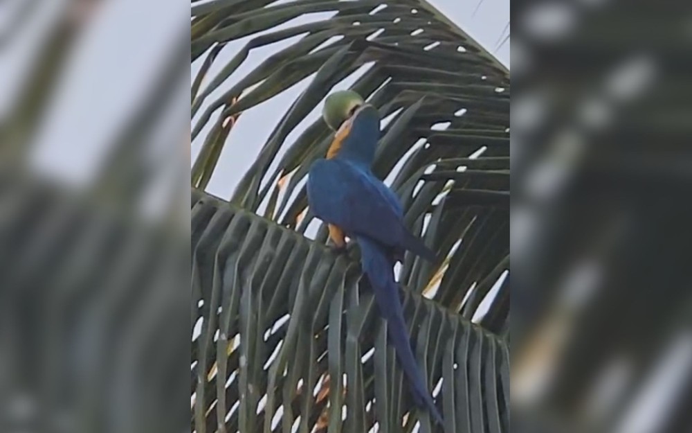 Moradora grava arara-canindé abrindo coco e bebendo a água em quintal de casa no interior de SP
