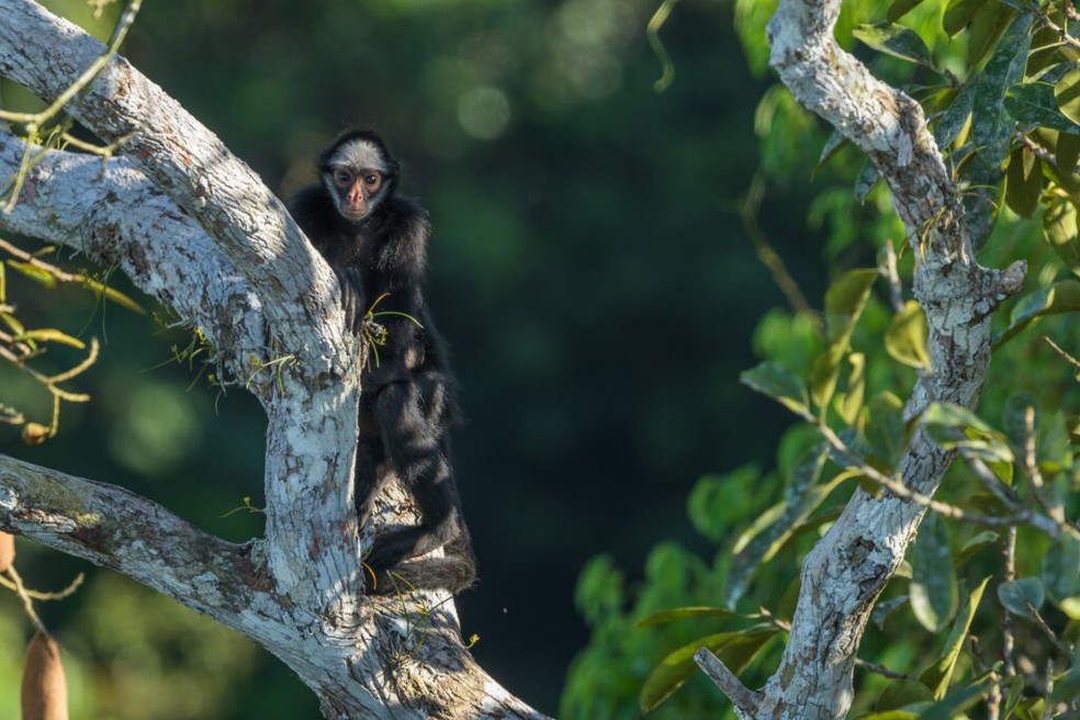 Macaco-aranha-de-cara-branca, que vive no Parque Cristalino, em MT