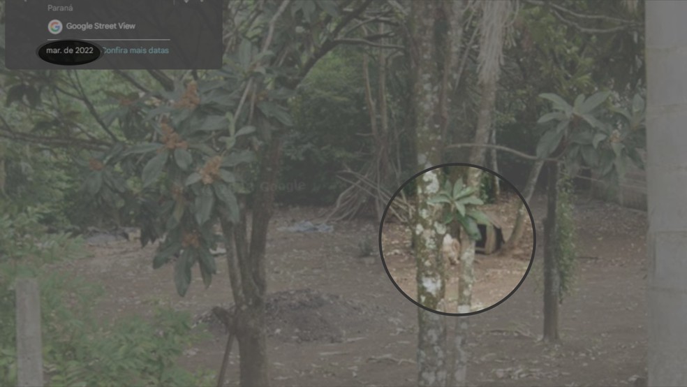 Polícia identificou que animal vivia no local há pelo menos 4 anos — Foto: Reprodução/Google Maps