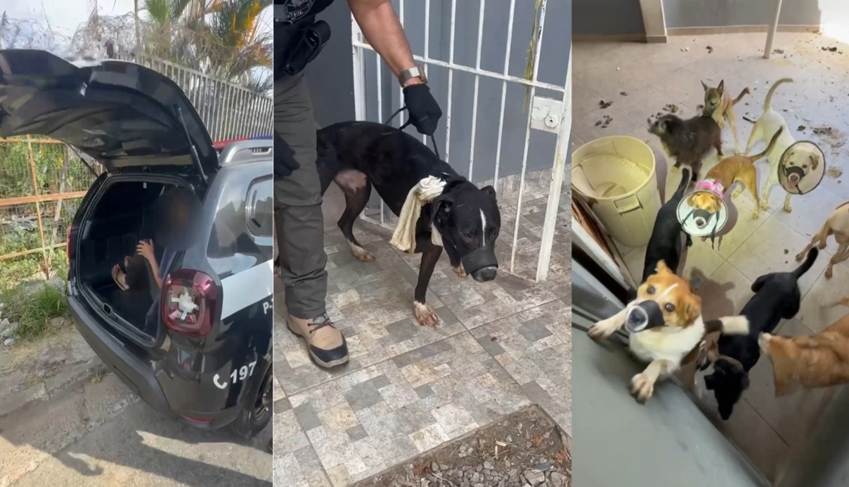 Após morte de cachorro com suspeita de zoofilia, polícia resgata 70 animais com sinais de maus-tratos em hotéis para cães em SP