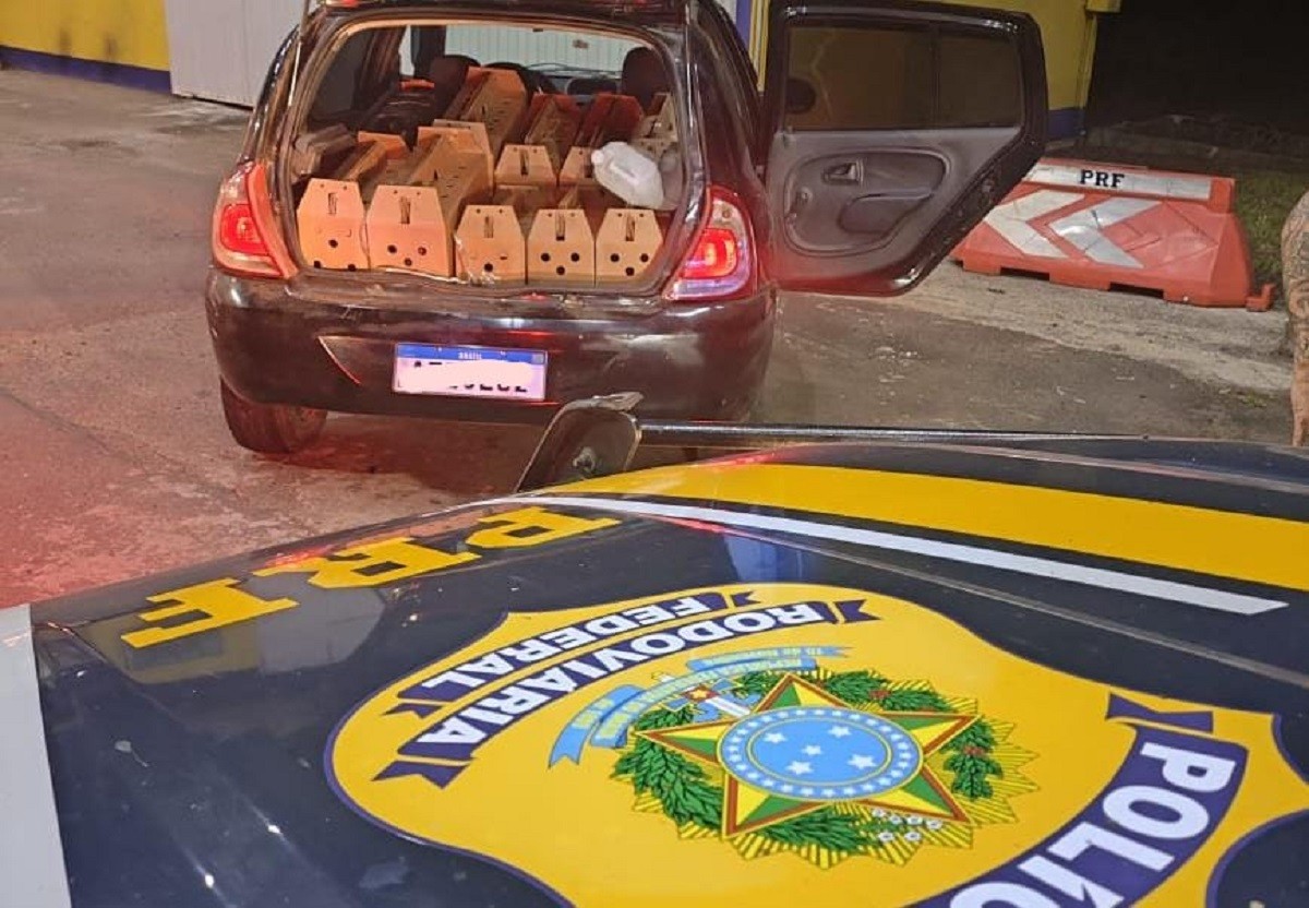 7 galos de rinha são encontrados em porta‑malas de carro e PRF prende dois homens na BR‑386