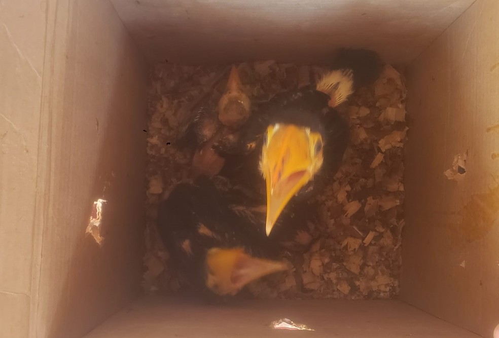 Filhotes de aves silvestres mantidos em cativeiros são apreendidos, em Teodoro Sampaio (SP) — Foto: Polícia Ambiental