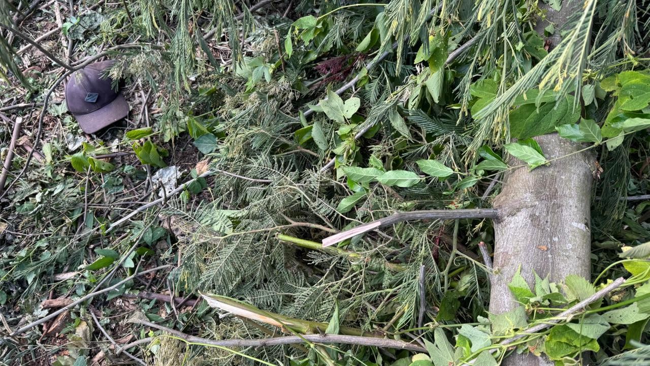 Queda de árvore causa morte de homem em Três Coroas